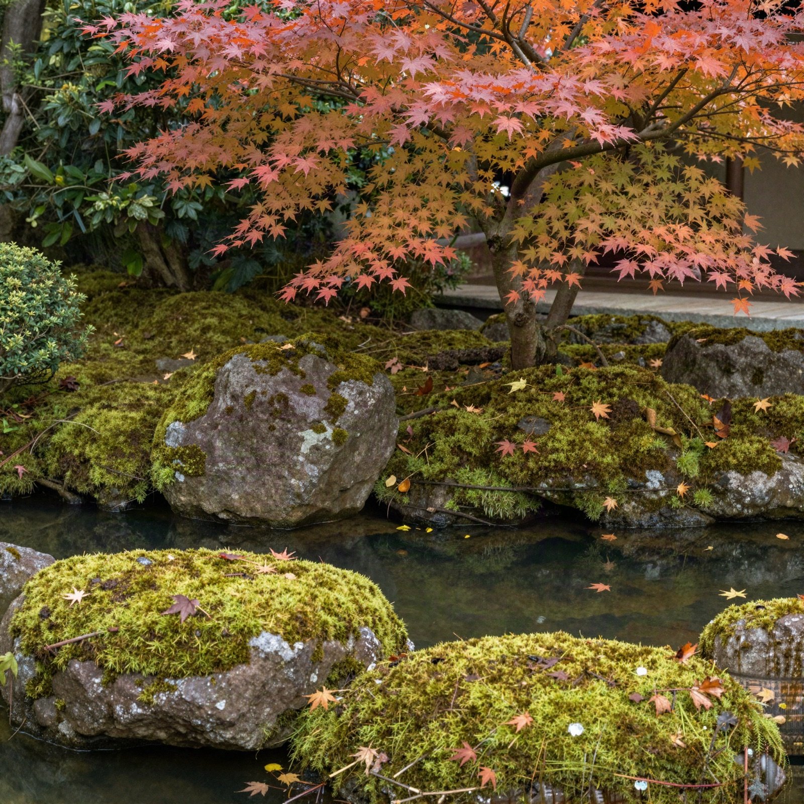 A Japanese-style garden with a pond, mossy rocks and a red maple