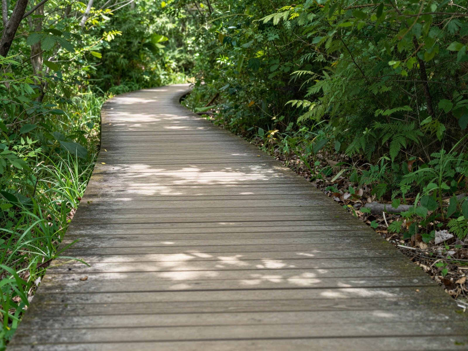 Wooden footpath winding through a green forest