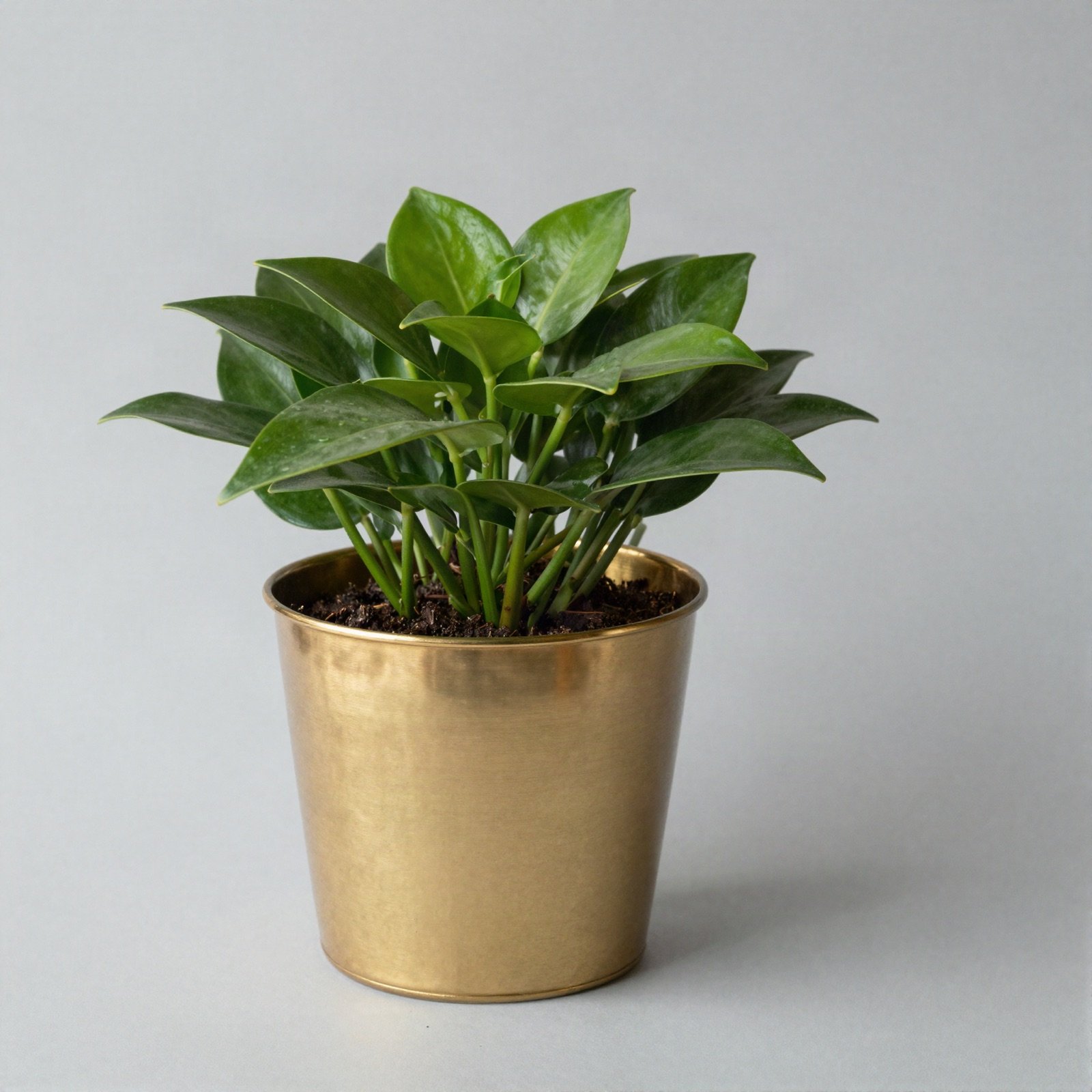 A leafy green desk plant in a polished brass pot