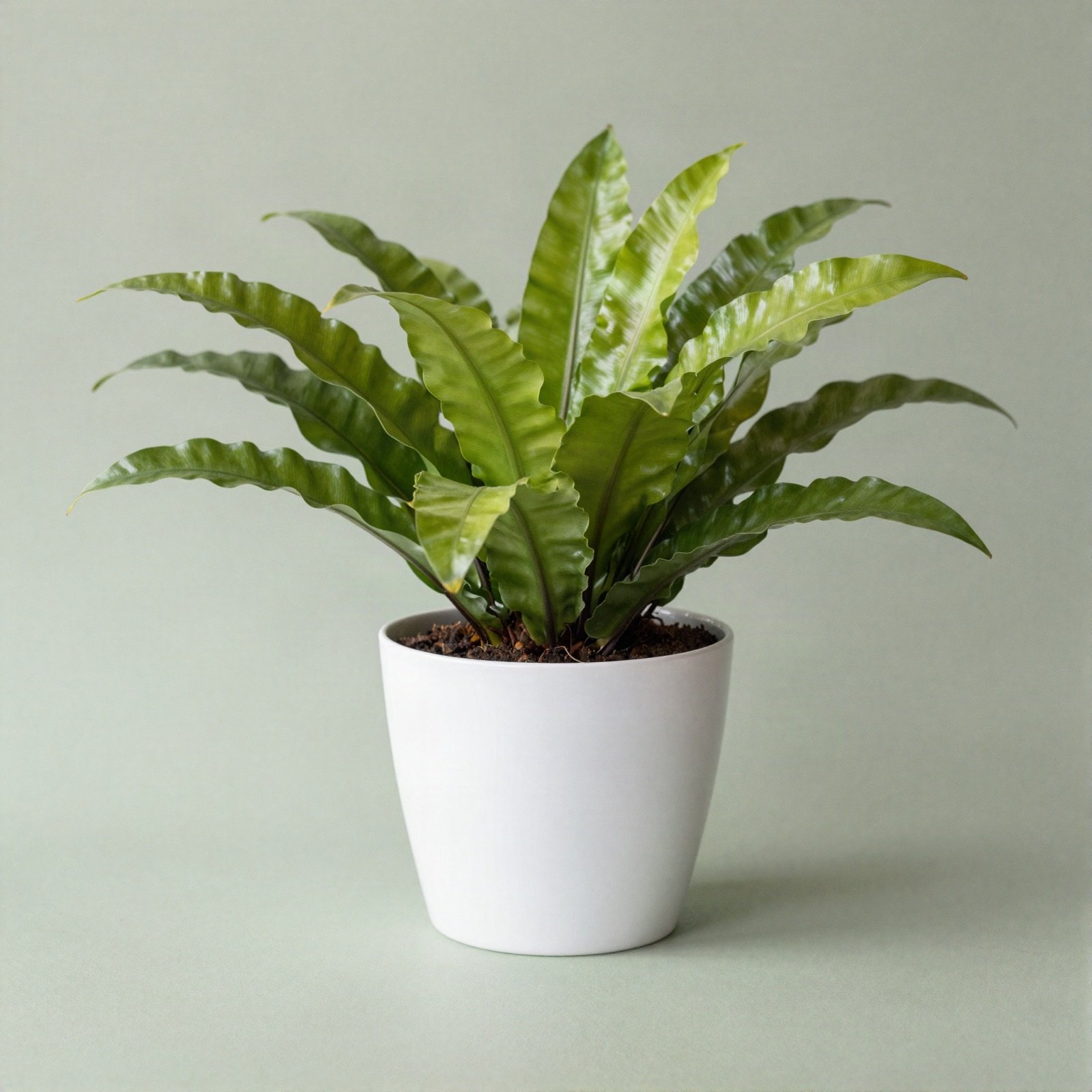 A bird's nest fern with glossy wavy fronds in a white ceramic pot