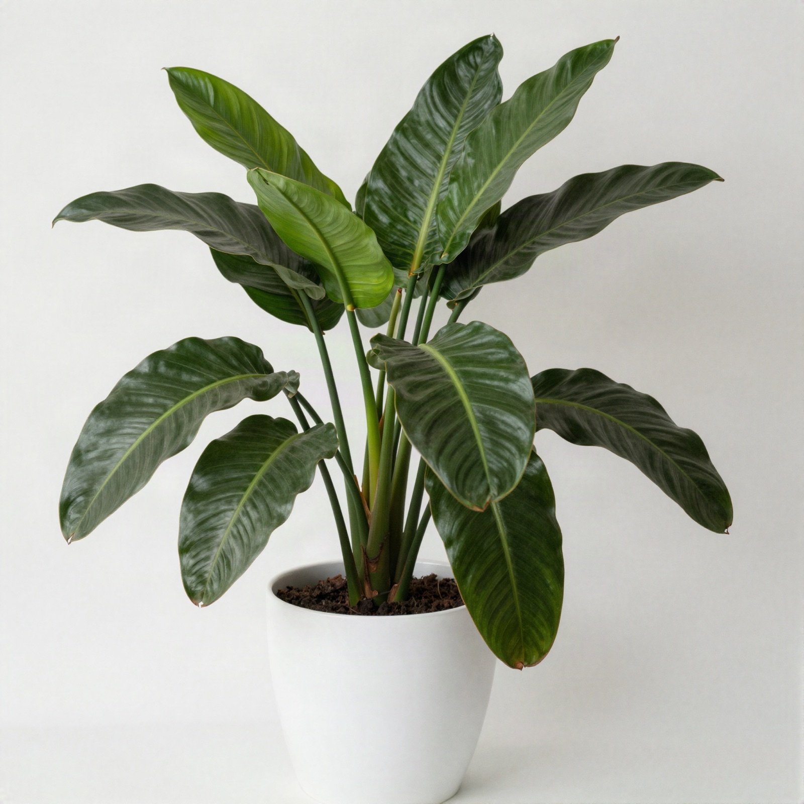 A bird of paradise with large paddle leaves in a white ceramic pot