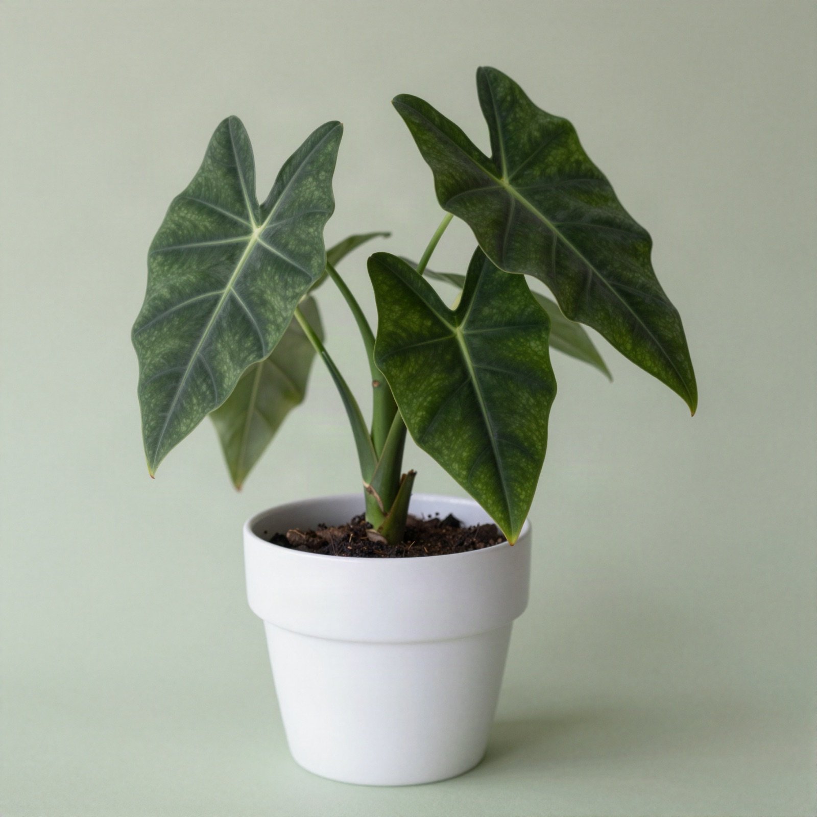 An alocasia with dark arrow-shaped leaves in a white ceramic pot