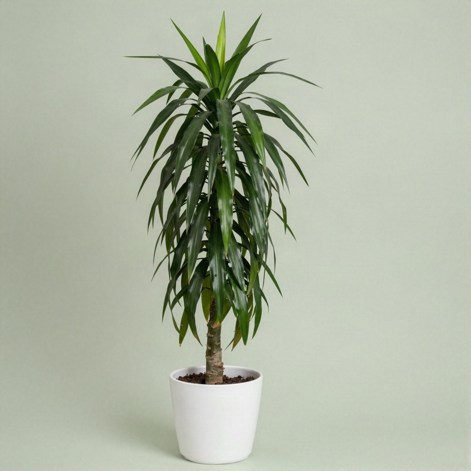 A tall dracaena with strap leaves on a cane in a white ceramic pot
