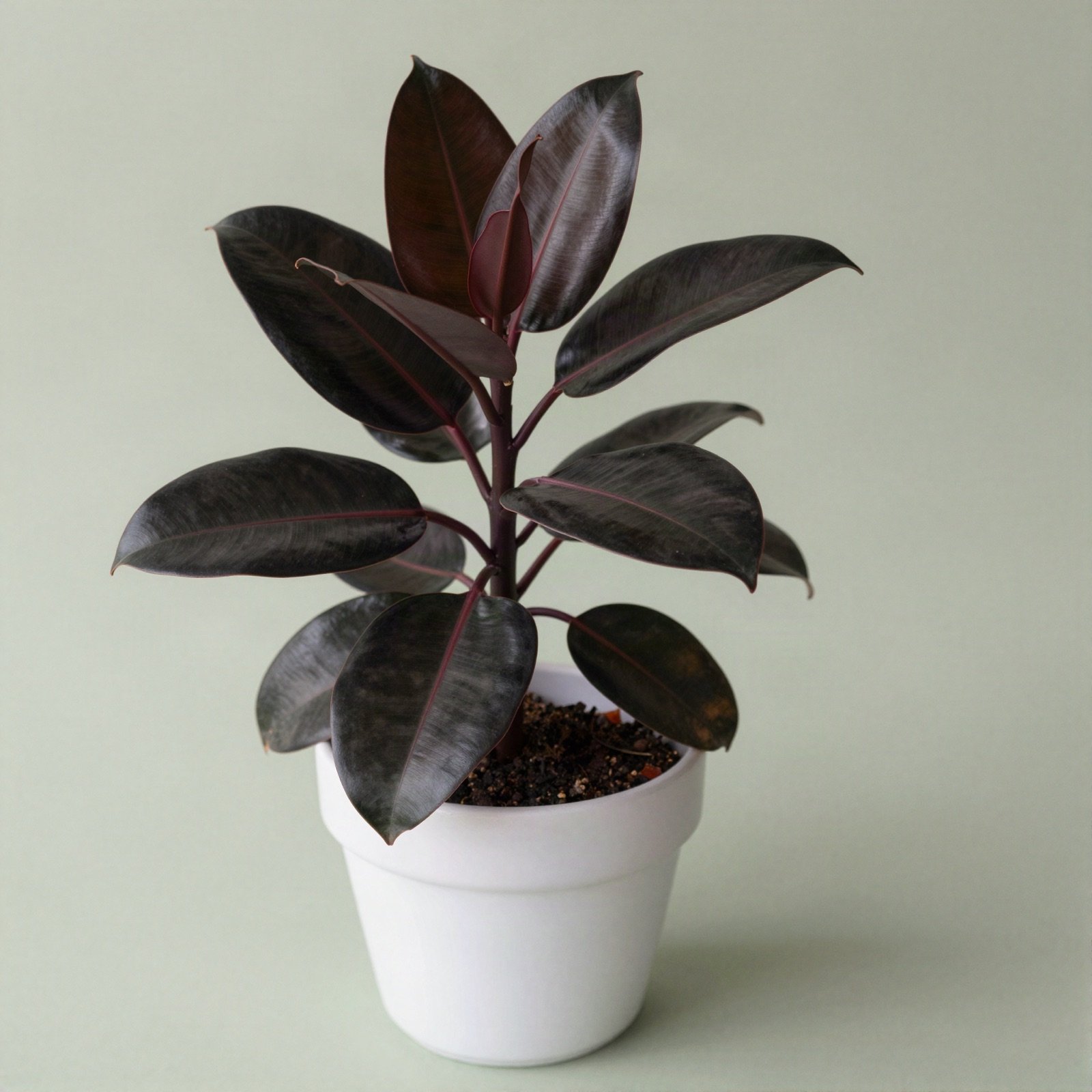 A rubber plant with glossy dark burgundy leaves in a white ceramic pot