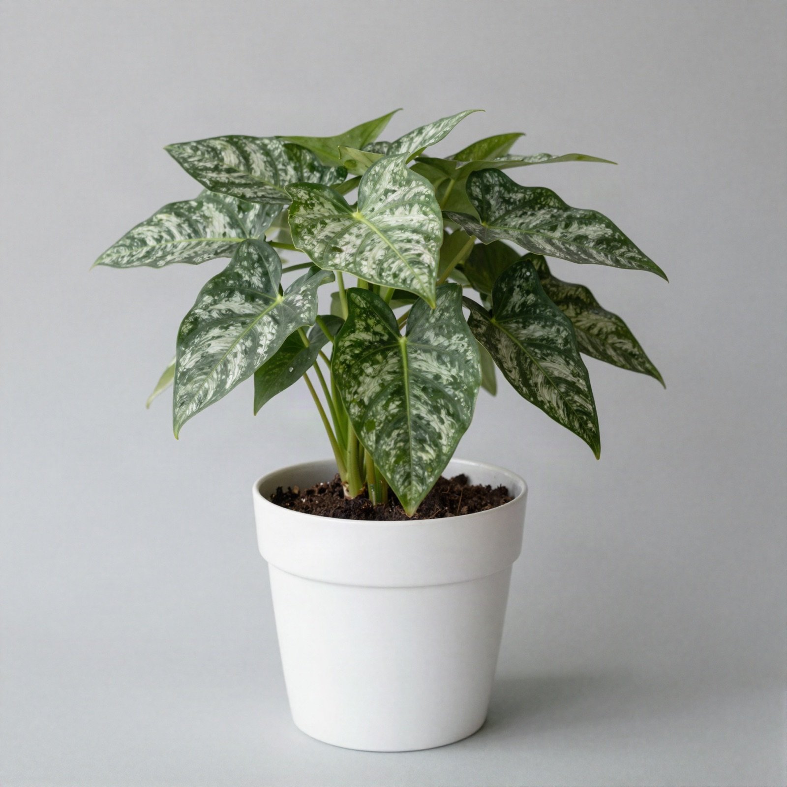 Chinese evergreen with patterned green and silver leaves in a white pot