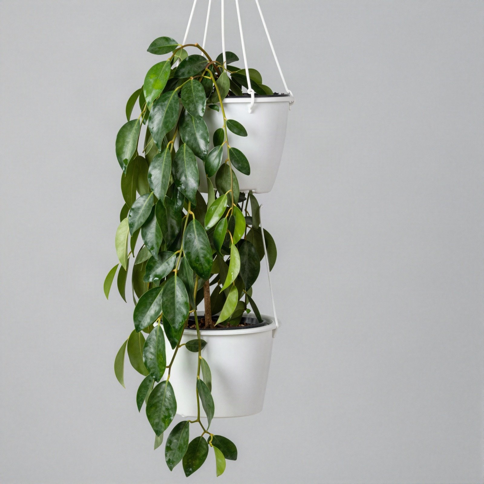 Hanging pot with a cascading weeping fig