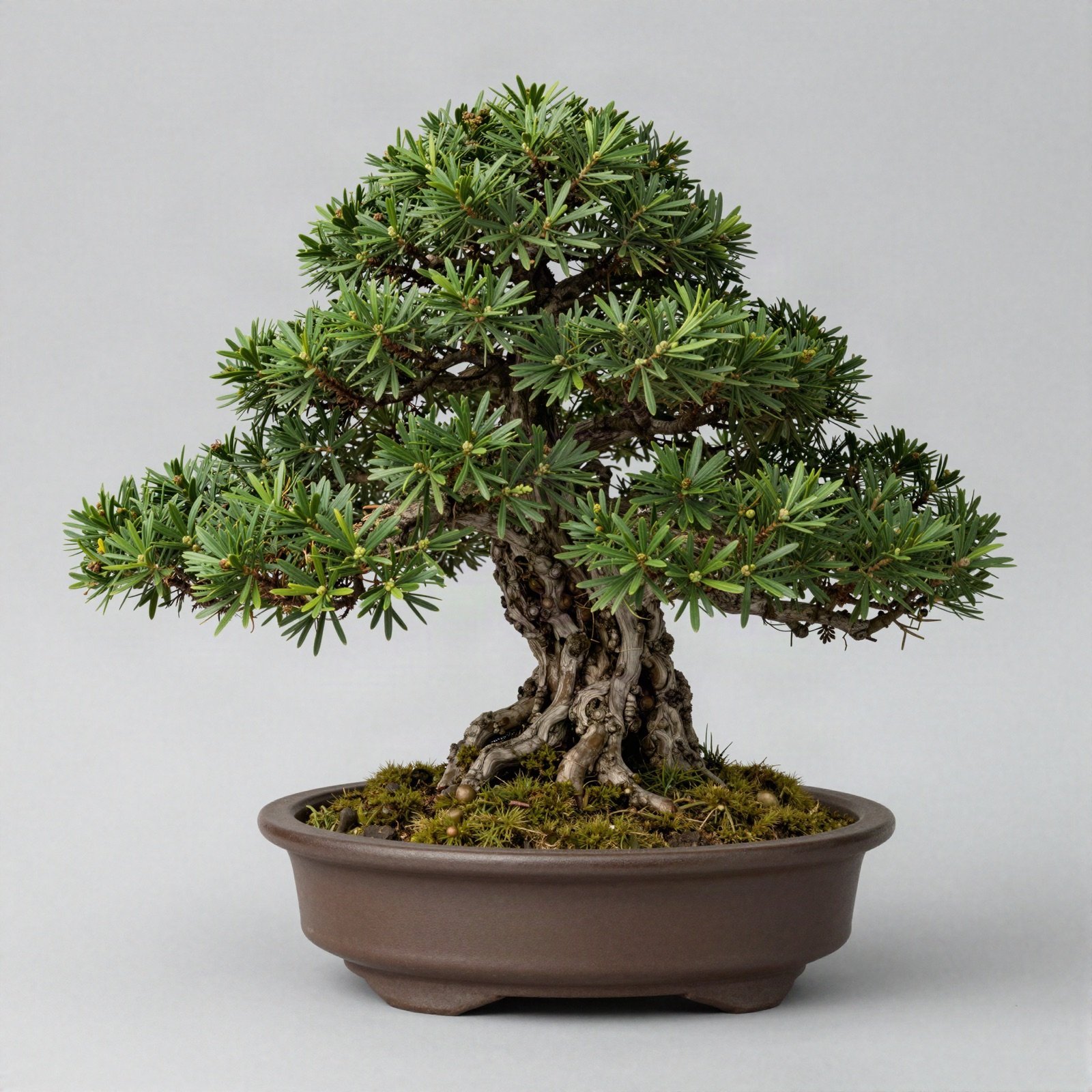 Juniper bonsai with a twisted trunk in a shallow brown pot