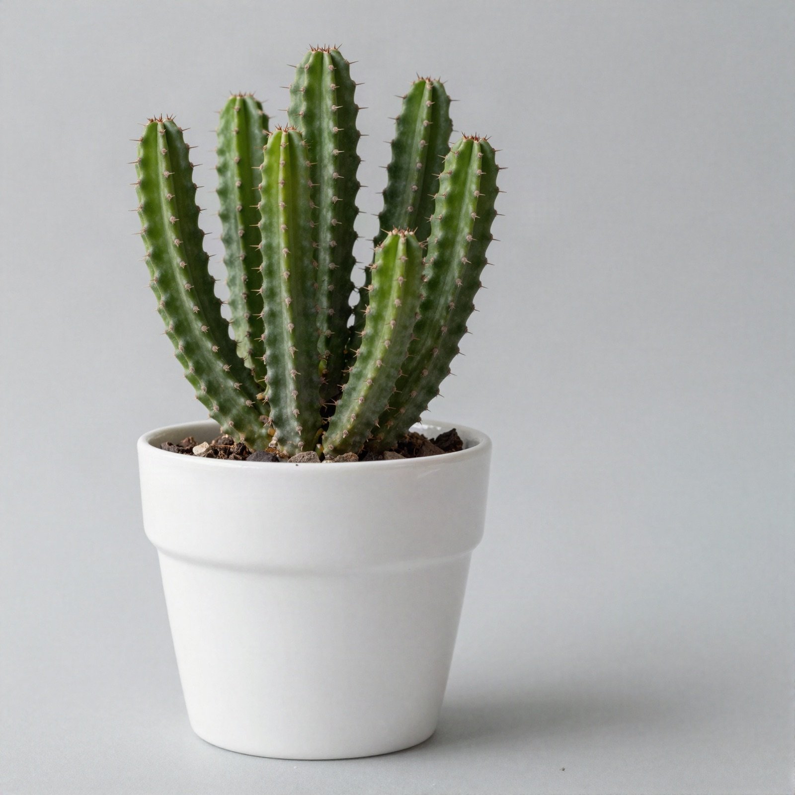 Spiny columnar succulent in a white pot