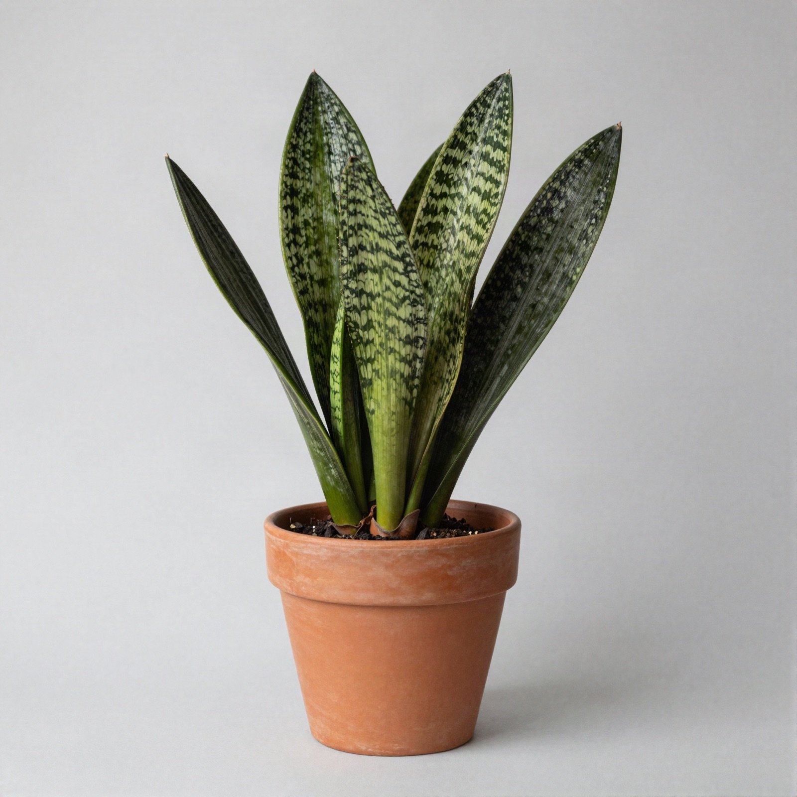 A plant with long upright speckled green leaves in a terracotta pot
