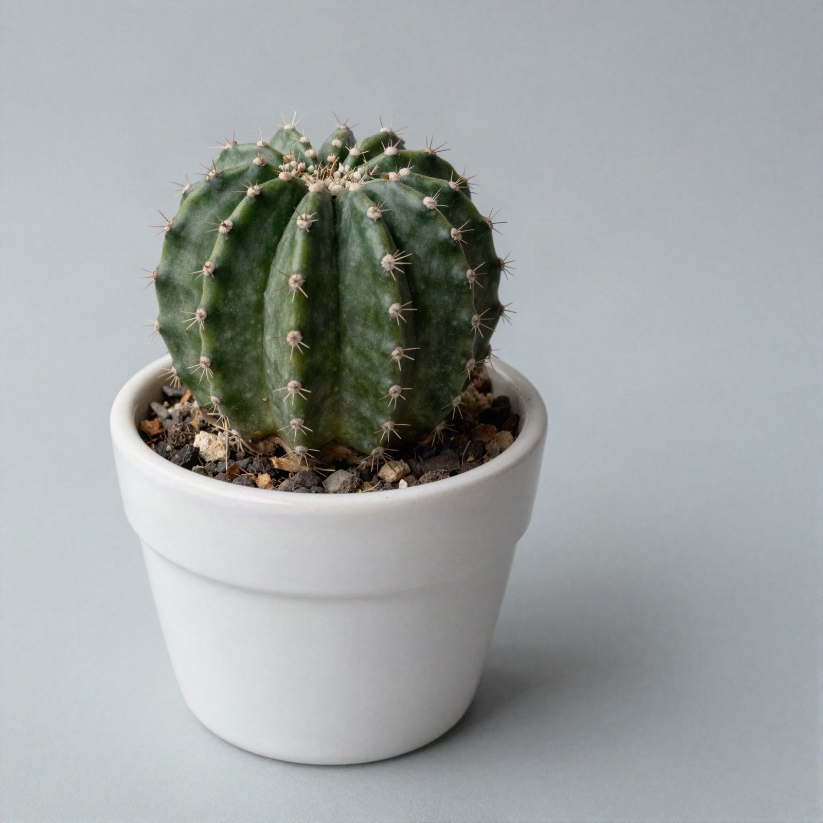 A round ribbed green cactus in a white pot