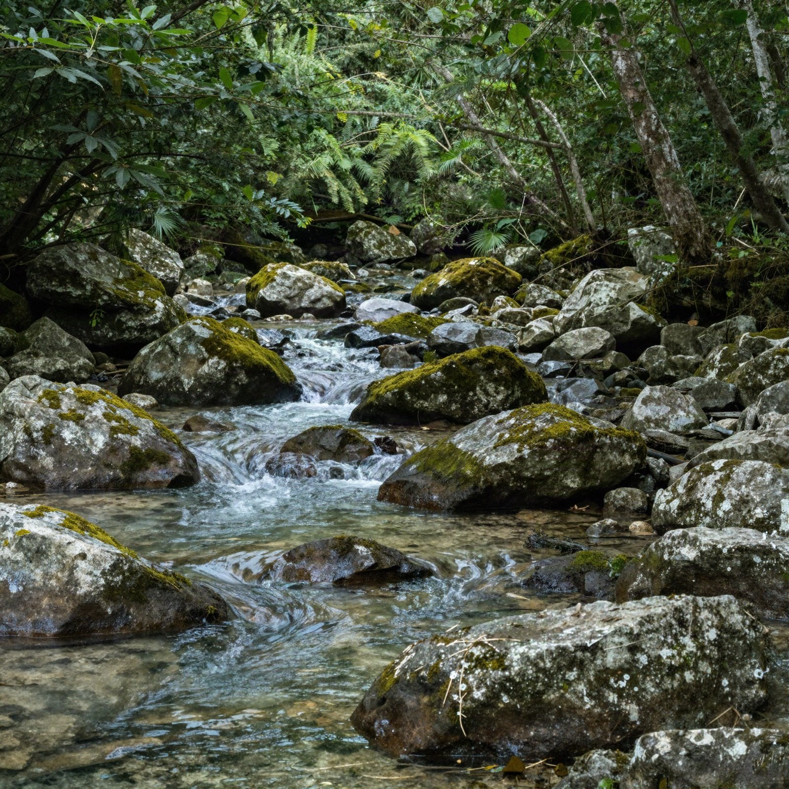 A clear forest stream flowing over mossy rocks