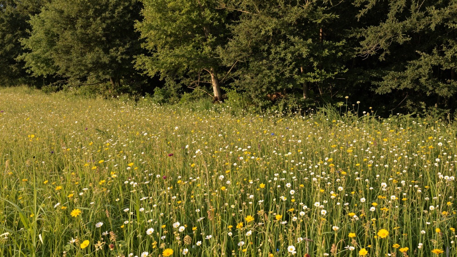 A wildflower meadow at the edge of an old forest