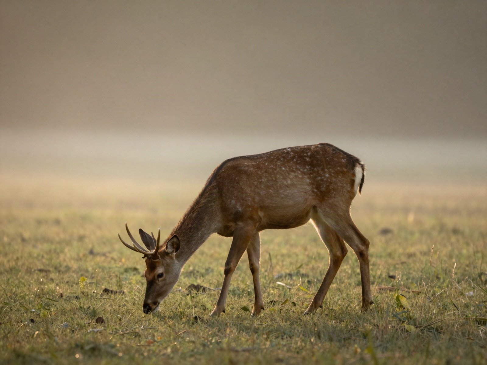 A deer grazing in a misty forest clearing