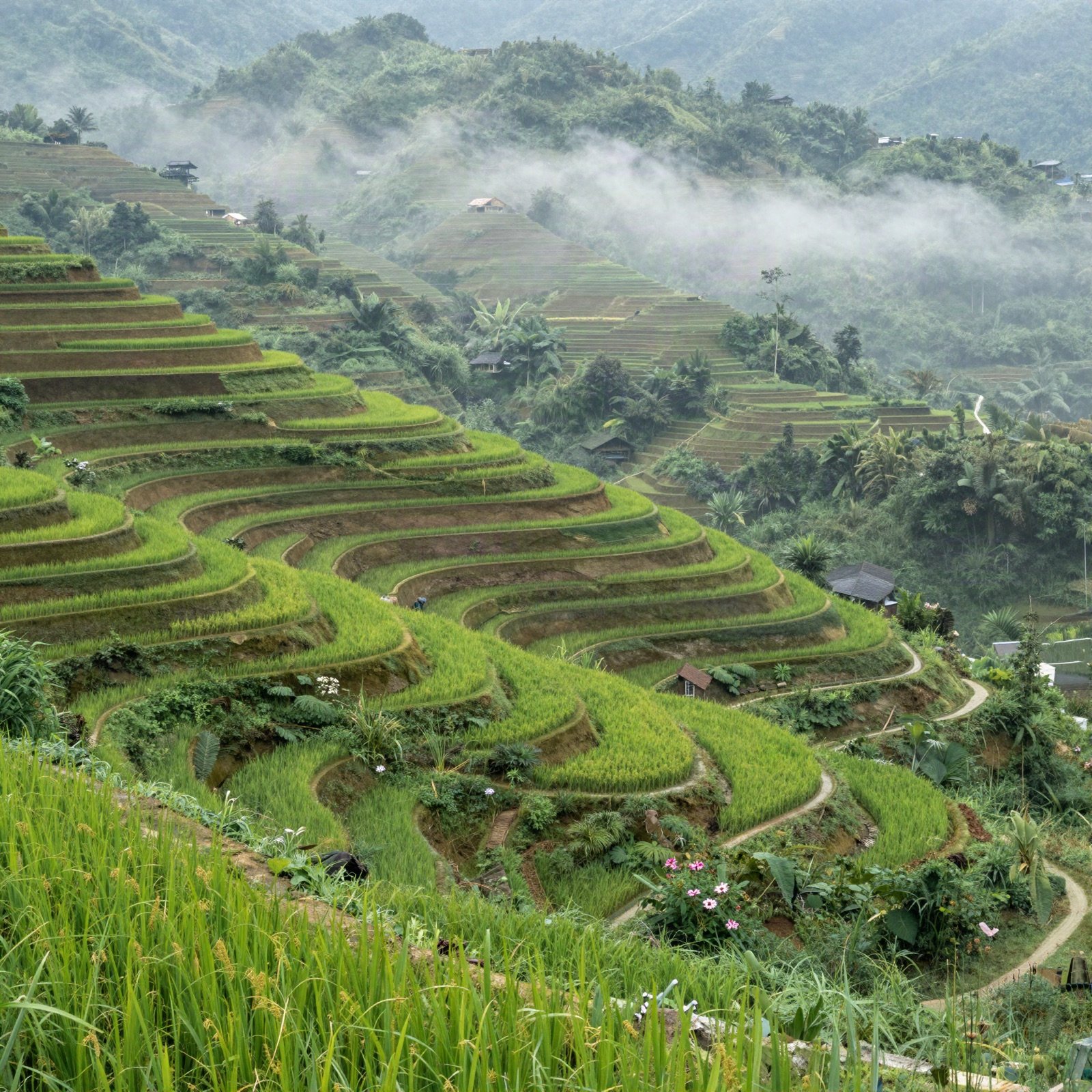 Green rice terraces on misty mountain slopes